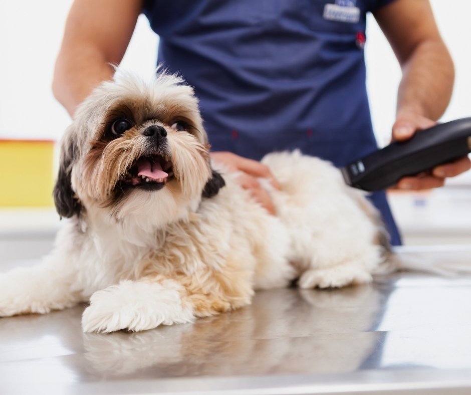 Pet Services