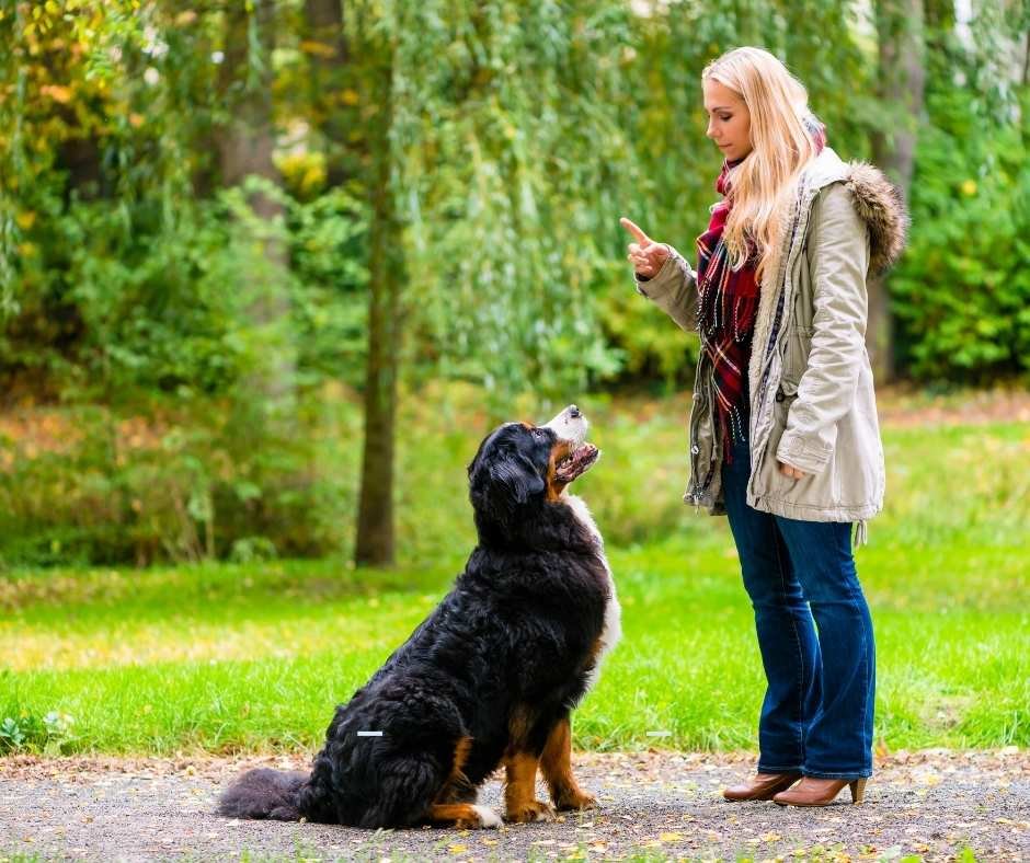 Pet Sitting and Dog Walking