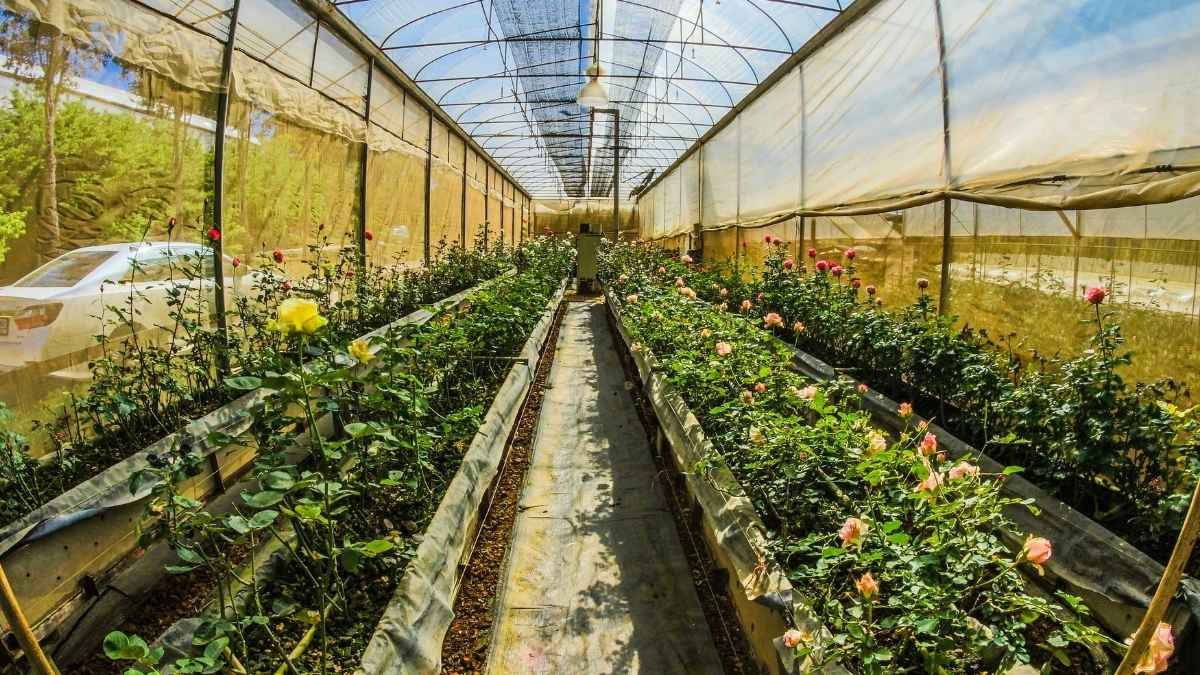 The Smart Garden Disaster You Haven't Heard About